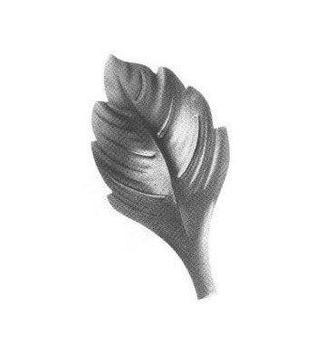 Feuille de Rosier Gravure...