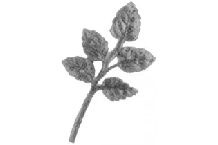 pièce élément ferronnier serrurier Branche de rosier 78 x 43 ACIER FER FORGE Ref: GFR078F2